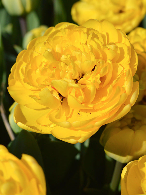 Tulip Flower Bulbs Tulip Yellow Pomponette