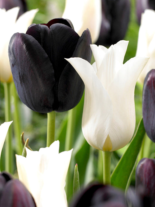 Black and white tulip bulbs