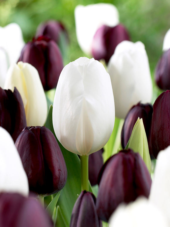 Tulip Zebra Collection UK delivery