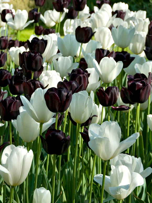 Tulip Zebra Collection spring garden