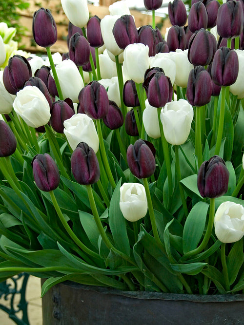 Tulip Zebra Collection from Holland