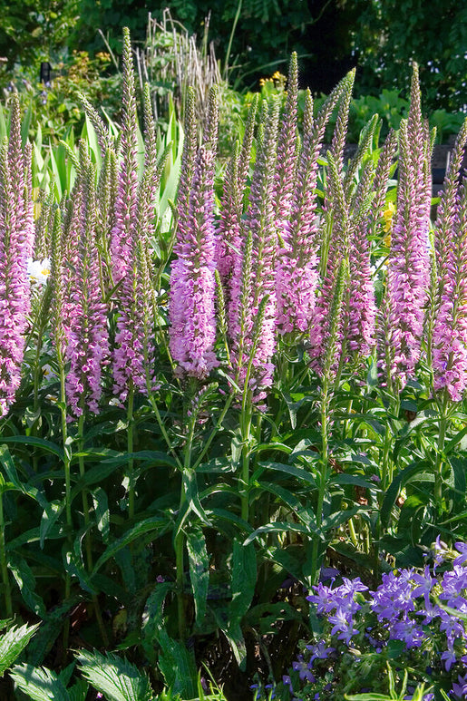 Bare Roots Pink Eveline Speedwell (Veronica Longifolia)