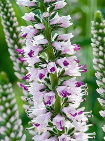 Pink Eveline Speedwell (Veronica Longifolia)