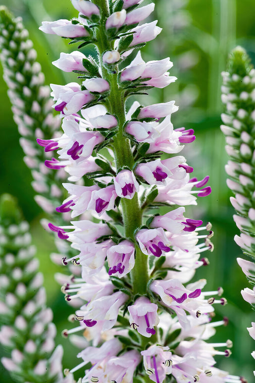 Pink Eveline Speedwell (Veronica Longifolia) Bare Roots