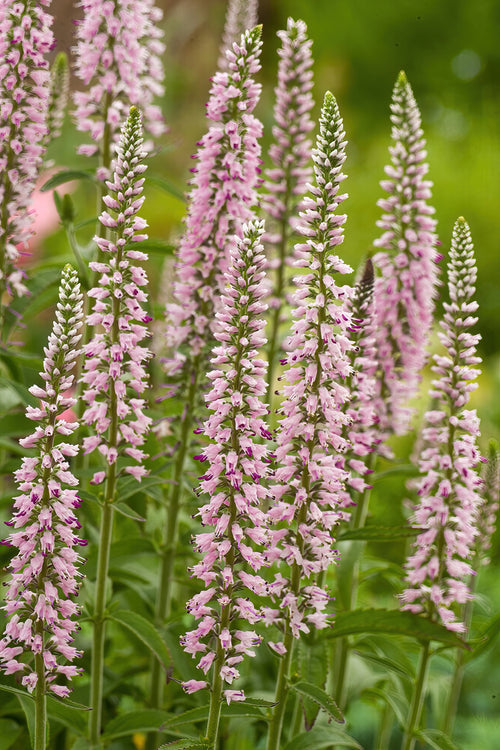 Pink Eveline Speedwell (Veronica Longifolia) Bare Roots UK