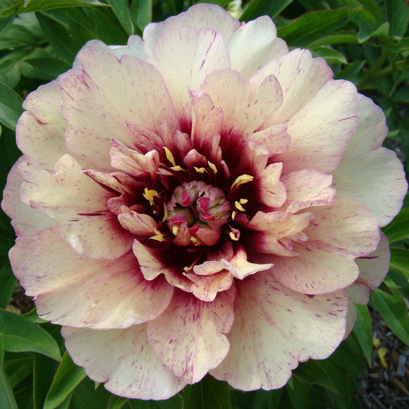 Peony All That Jazz bare roots for spring shipping and planting to UK