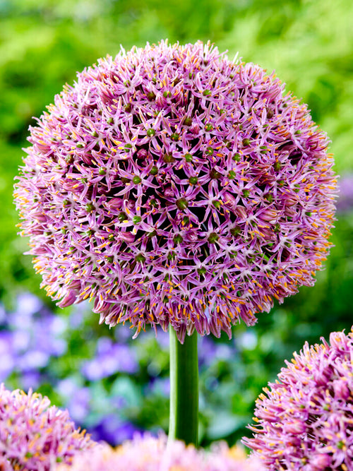 Allium Lucky Balloons Bulbs - UK DutchGrown