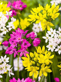 Allium Mixed