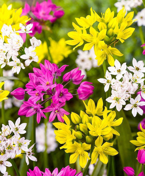 Mixed Colors Alliums - Dutch Grown Ornamental Onions - Autumn Planted Flower Bulbs Fresh From the Farm