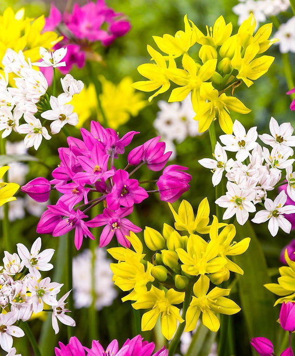 Mixed Colors Alliums - Dutch Grown Ornamental Onions - Autumn Planted Flower Bulbs Fresh From the Farm