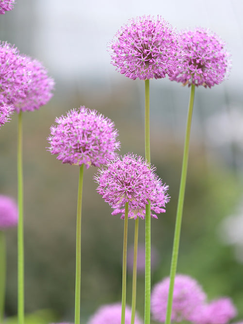 Allium Pink Sensation Bulbs