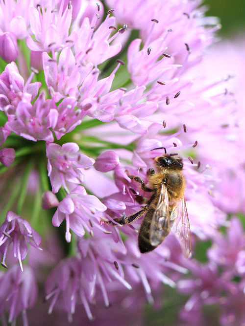 Buy Allium Pink Sensation Flower Bulbs