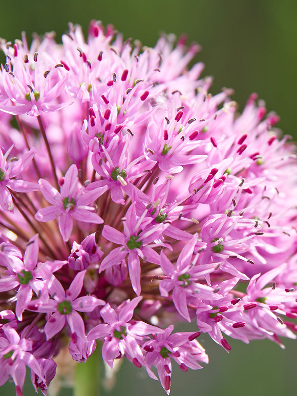 Allium Pink Sensation Bulbs - UK DutchGrown
