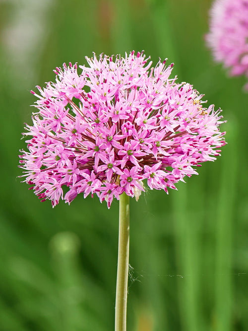 Allium Pink Sensation Bulbs - UK Shipping