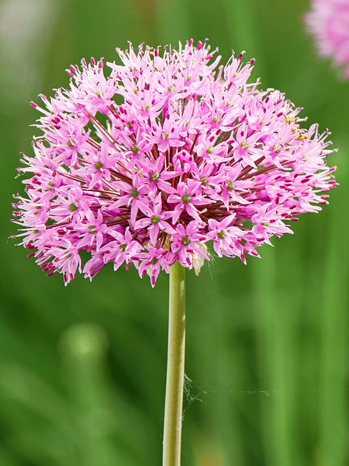 Pink Allium Pink Sensation Bulbs