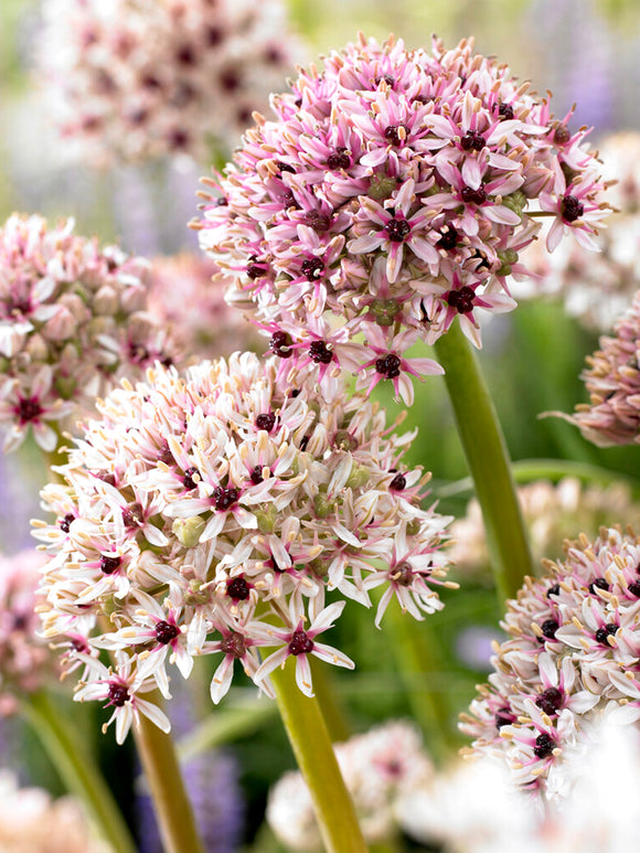 Allium Red Eye Flower Bulbs