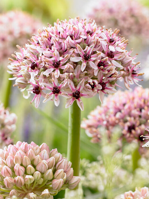 Allium Red Eye