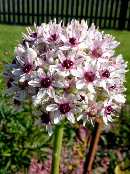 Allium Red Eye - DutchGrown