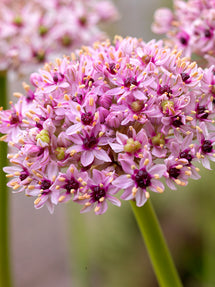 Allium Red Eye