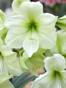 Jumbo Amaryllis Luna