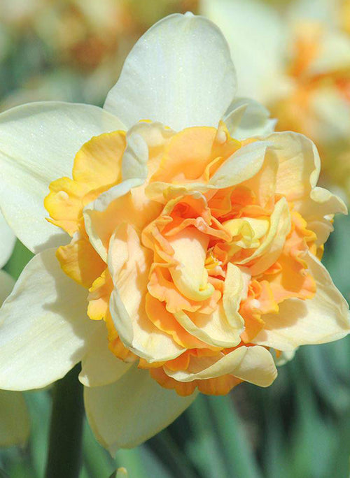 Daffodil Peach Cobbler Flower Bulbs