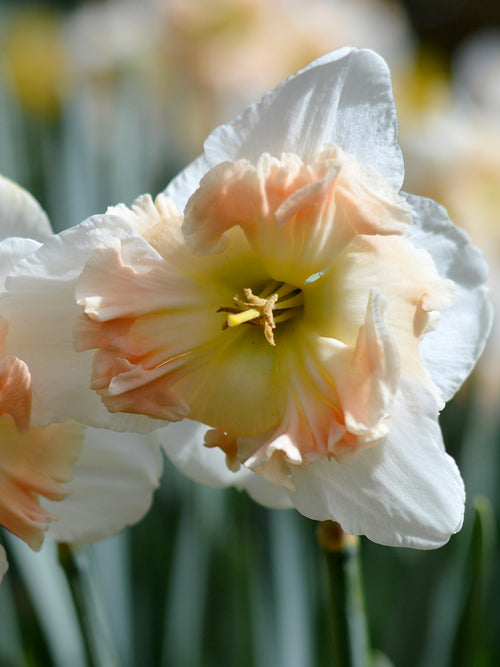 Daffodil Mallee Bulbs