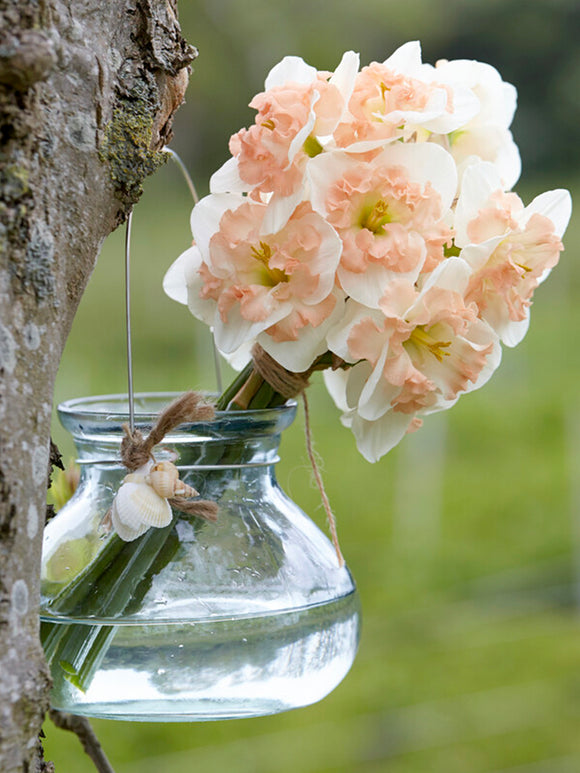 Daffodil Mallee Flower Bulbs