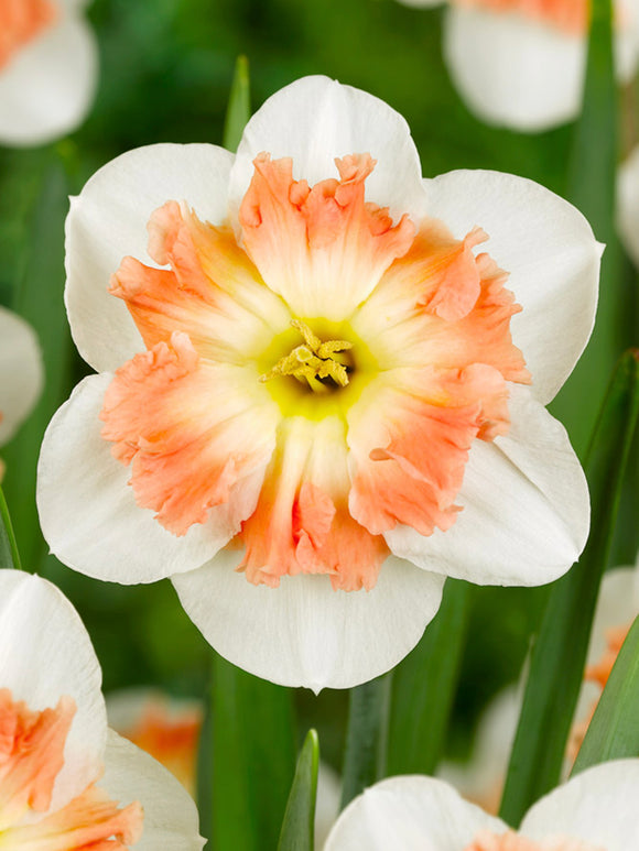 Daffodil Mallee - DutchGrown