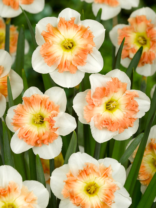 Apricot, Orange, White Daffodils - Daffodil Mallee