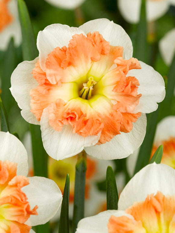 Buy Daffodil Mallee Bulbs