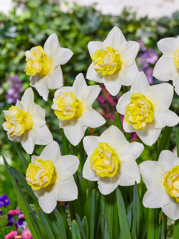 Daffodil Popeye Flower Bulbs