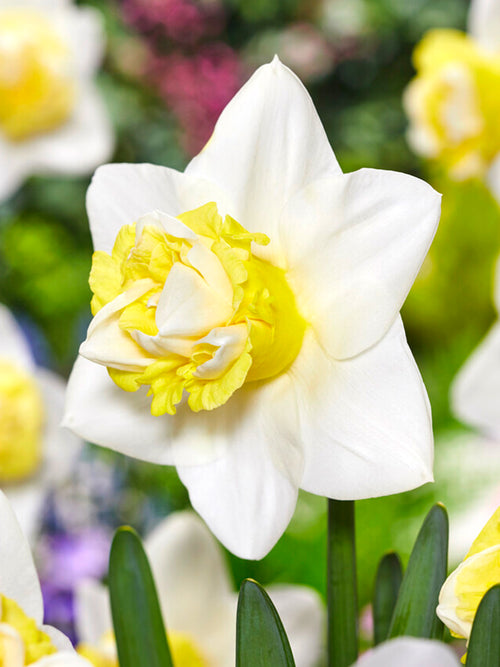 Daffodil Popeye Bulbs - UK Shipping