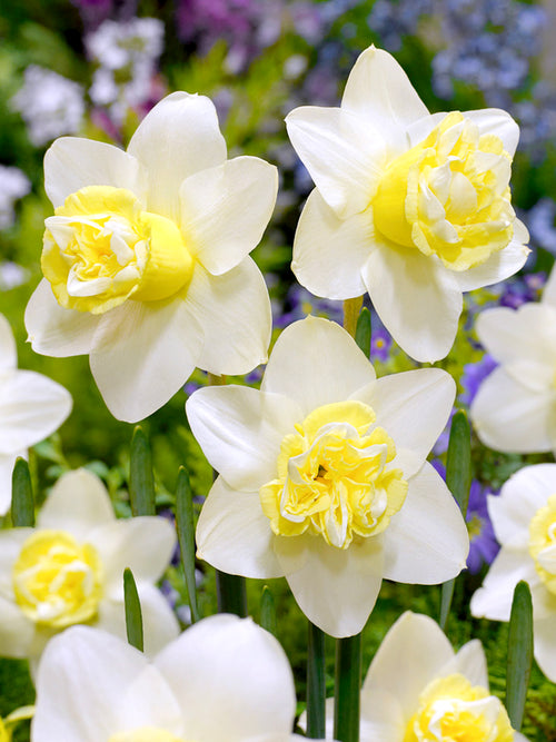 Daffodil Popeye Bulbs - DutchGrown