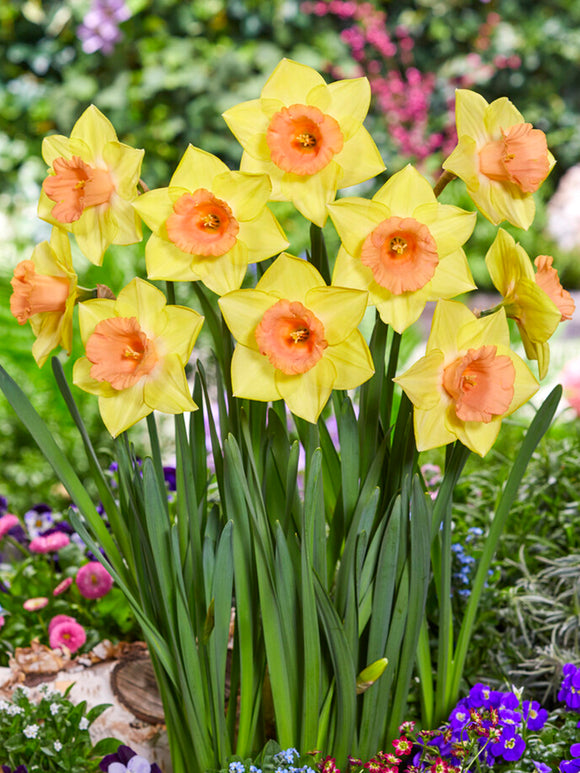 Daffodil Tom Pouce Flower Bulbs