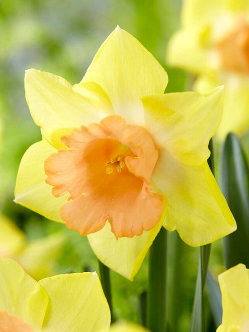 Buy Daffodil Tom Pouce