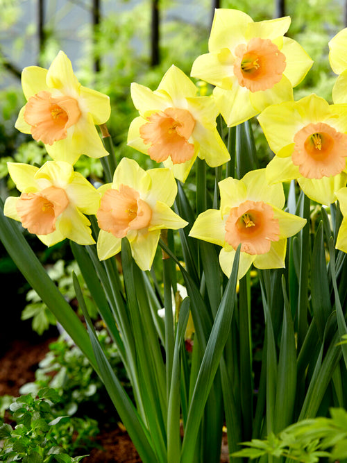 Daffodil Tom Pouce - DutchGrown