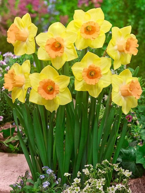Daffodil Tom Pouce Bulbs - Autumn Delivery