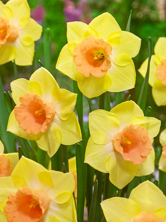 Daffodil Tom Pouce Bulbs