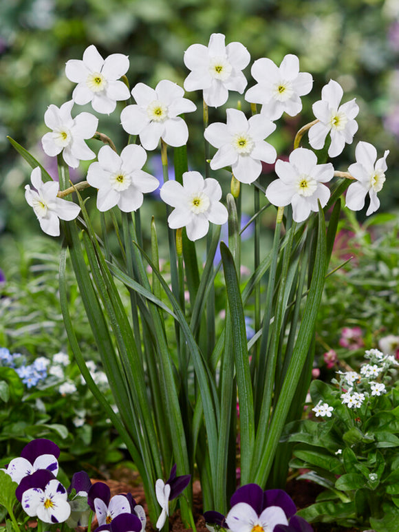 Buy Daffodil Xit Flower Bulbs