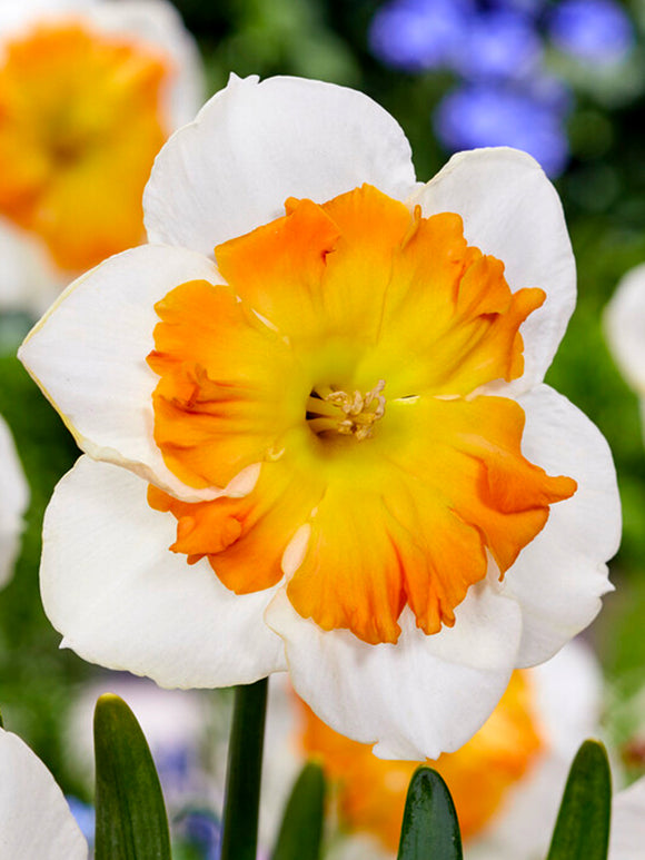 Buy Daffodil Zinzi Bulbs