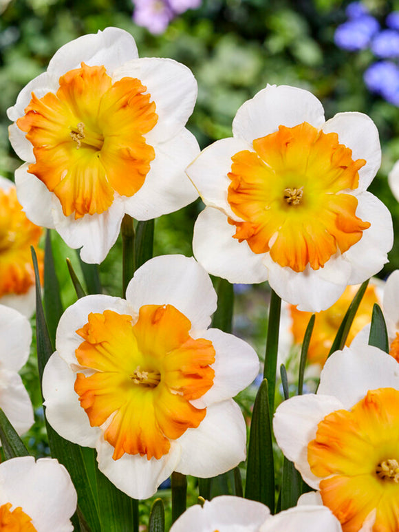 Daffodil Zinzi Flower Bulbs
