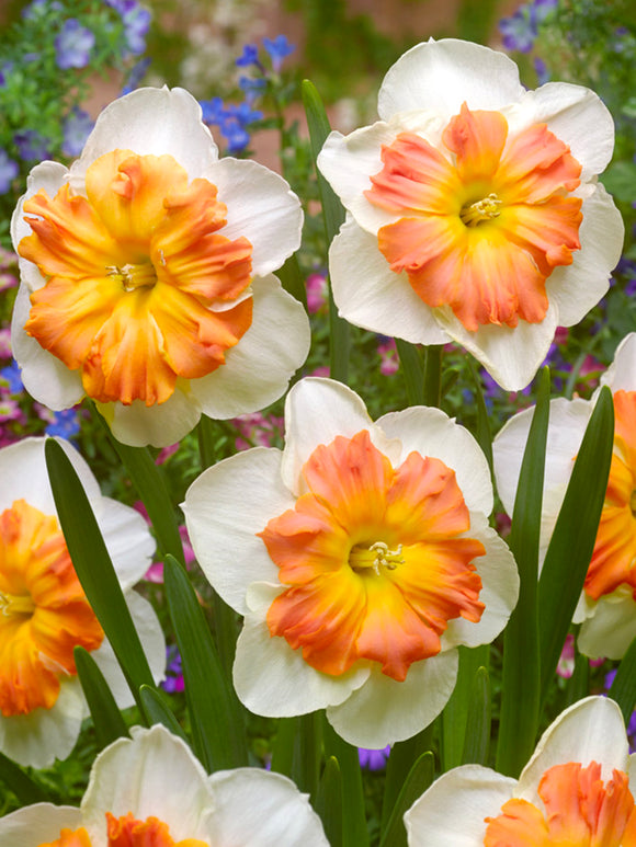 Buy Daffodil Zinzi for Autumn Shipping