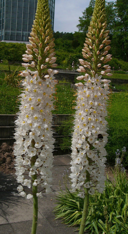 Foxtail Lily Flower Bulbs