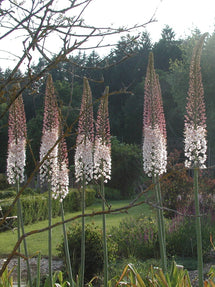 Eremurus (Foxtail Lily) Robustus