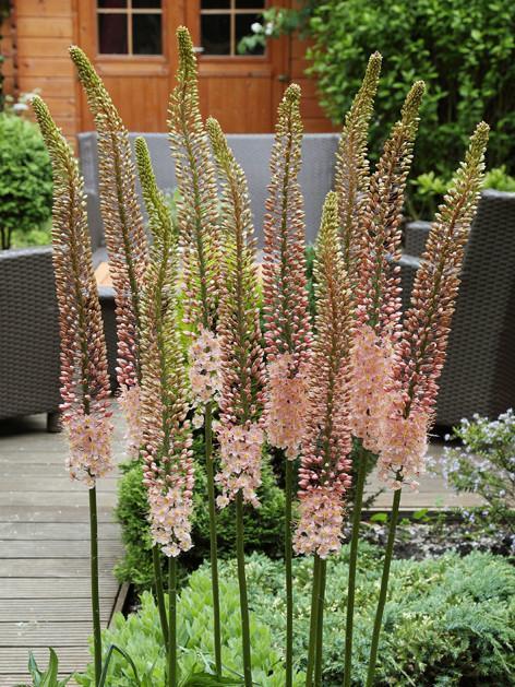 Eremurus (Foxtail Lily) Romance