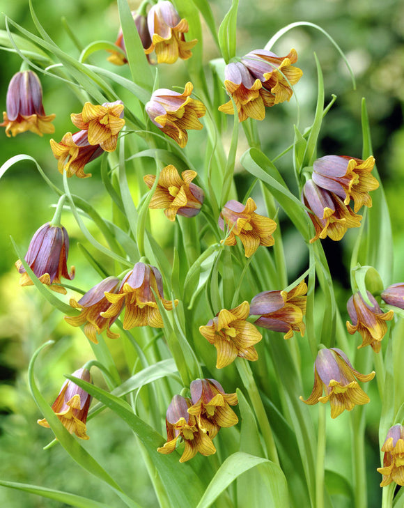 Fritillaria Uva-Vulpis (Fox's Grape Fritillary) Purple/Yellow