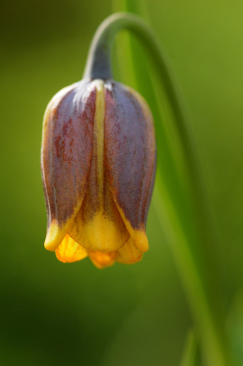 Fritillaria Uva-Vulpis (Fox's Grape Fritillary) Purple/Yellow