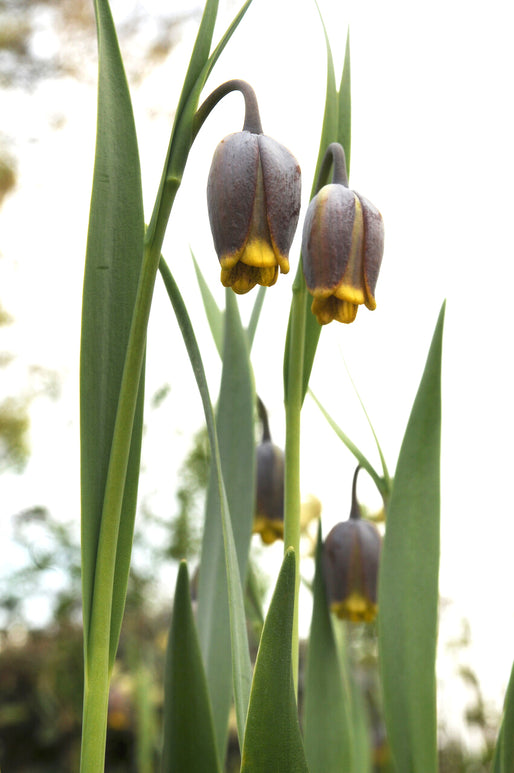 Fritillaria Uva-Vulpis (Fox's Grape Fritillary) Purple/Yellow