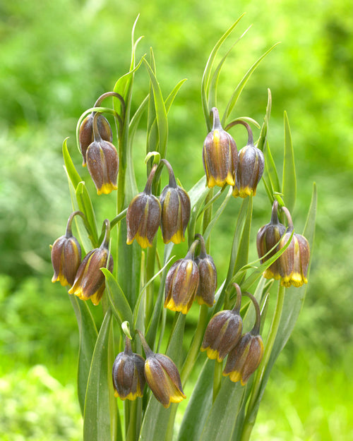 Fritillaria Uva-Vulpis (Fox's Grape Fritillary) Purple/Yellow UK shipping