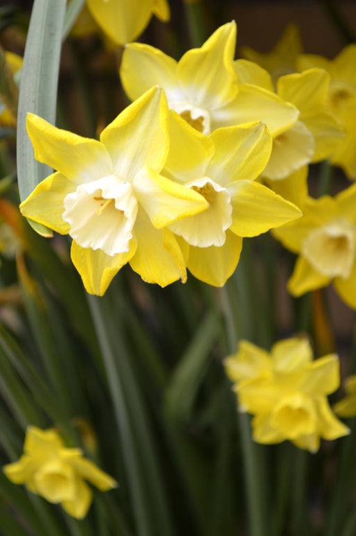 Mini Daffodil Bulbs Pipit